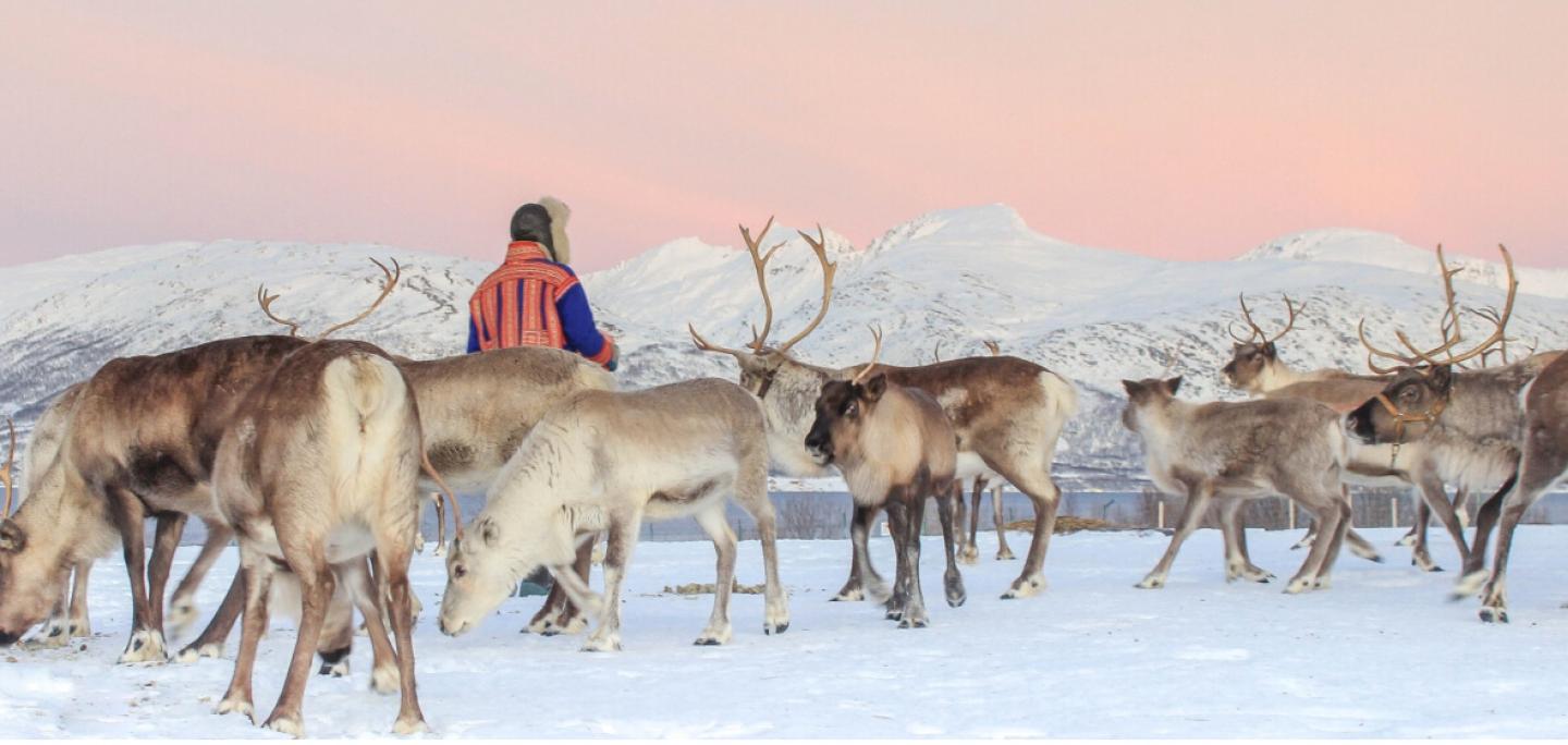Tromsø Arctic Reindeer winter