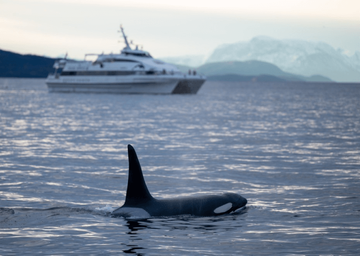 An orca with the catamaran MS Gabriele in the background